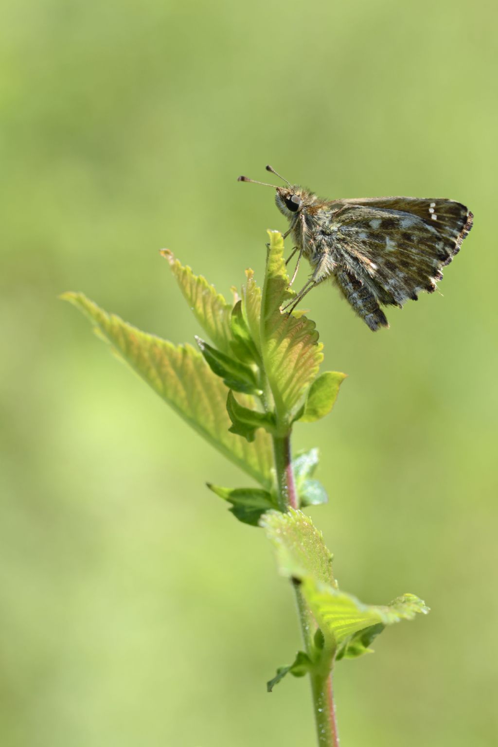 Pyrgus malovides?  No, Carcharodus alceae